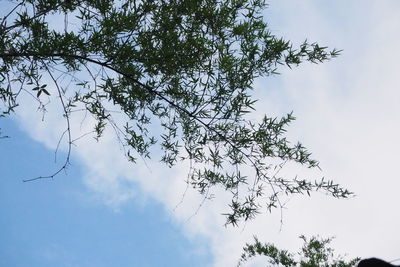 Low angle view of tree against sky