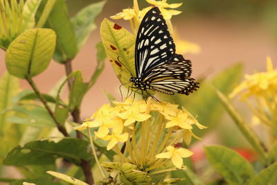 Close-up of butterfly pollinating on yellow flower