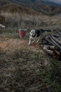 Nature Dog