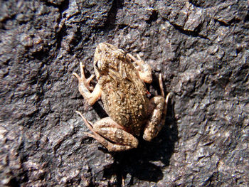 Close-up of lizard on tree trunk