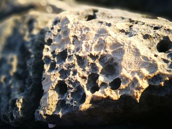 Close up of leaf