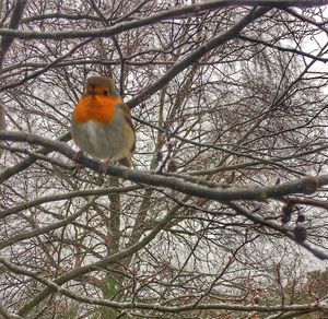 Bird perching on bare tree