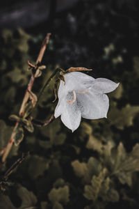 Close-up of wilted flower plant