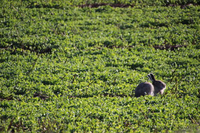 View of a bird on land