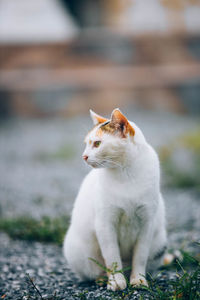 Cat looking away outdoors