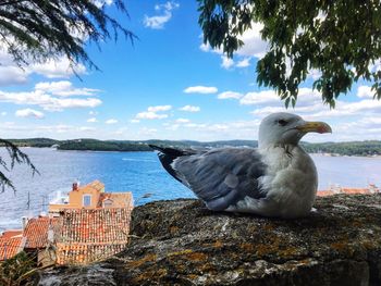 Bird perching on tree by sea against sky