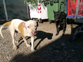 Dogs on street