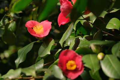 Close-up of pink flowering plant