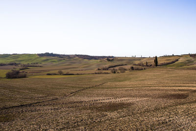 Scenic view of field against clear sky