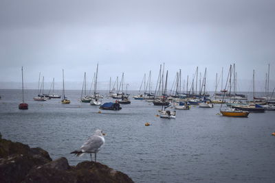 Sailboats moored at harbor against sky