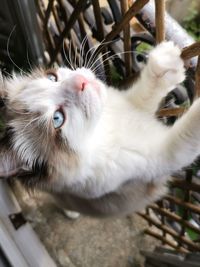 High angle view of cat looking up