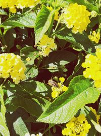 Close-up of yellow flowers