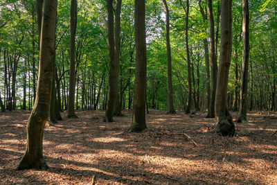 Trees growing in forest