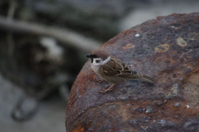 High angle view of sparrow perching outdoors