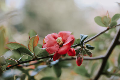 Close-up of pink flowering plant