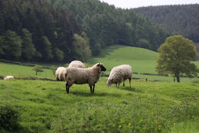 Flock of sheep on field