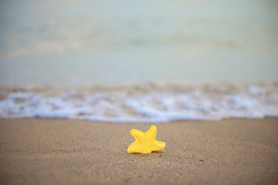 Close-up of yellow flowers on beach