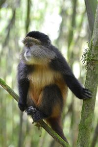 Monkey sitting on tree branch