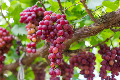 Close-up of grapes growing on tree