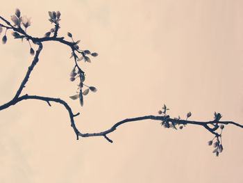 Low angle view of bare tree against sky