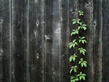 Close-up of ivy on wood