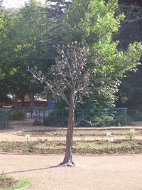 Trees in park