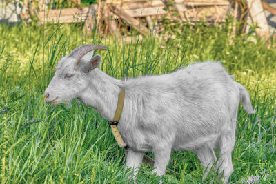 Goat on green summer meadow. side view.