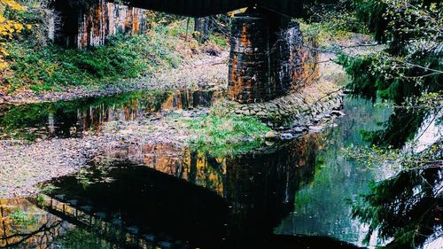 Reflection of trees in lake