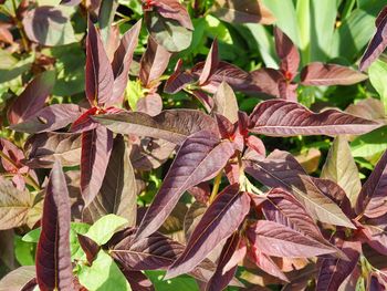 Close-up of maple leaves on field