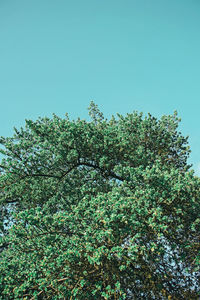 Low angle view of tree against blue sky