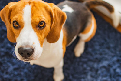 Close-up portrait of dog