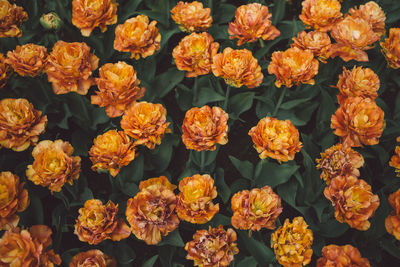 Full frame shot of orange flowers