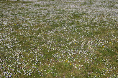 High angle view of plants growing on field