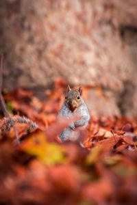 Close-up of squirrel on autumn leaf