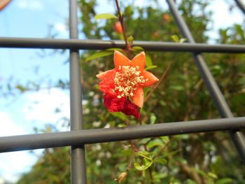 Close-up of small flower blooming outdoors