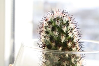 Close-up of cactus plant