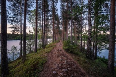 Dirt road amidst trees in forest