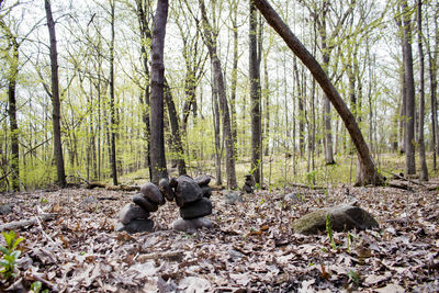 View of a forest