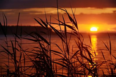Close-up of plants at sunset