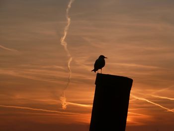 Silhouette bird perching on wooden post against orange sky