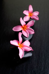 High angle view of pink flowering plant against black background