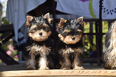 Close-up portrait of dogs