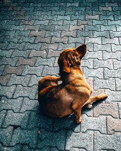 High angle view of a dog on street
