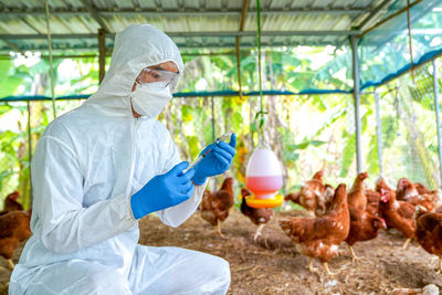 Bird flu, veterinarians vaccinate against diseases in poultry such as farm chickens, h5n1 h5n6 