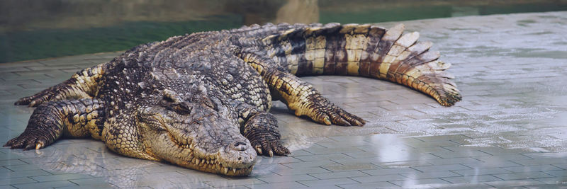 Close-up of crocodile