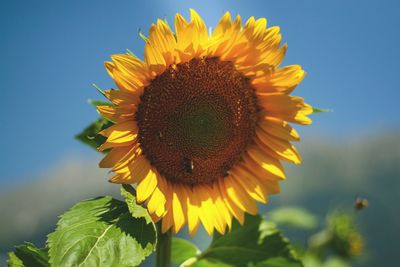 Close-up of fresh sunflower blooming against sky