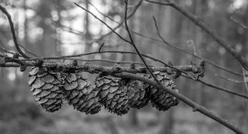 Close-up of snow on branch