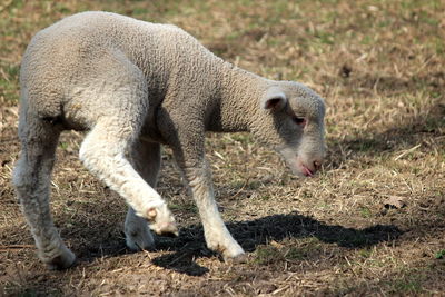 Side view of an animal