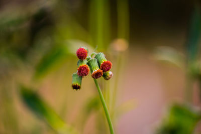 Close-up of red flower buds growing on plant