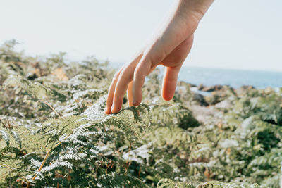 Cropped hand of person holding plant